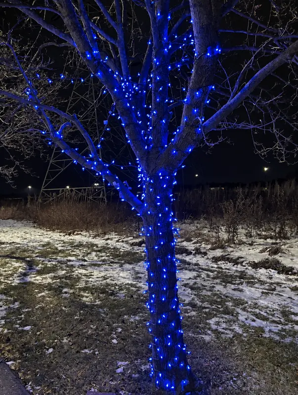 Bare tree with trunk and branches wrapped in blue lights