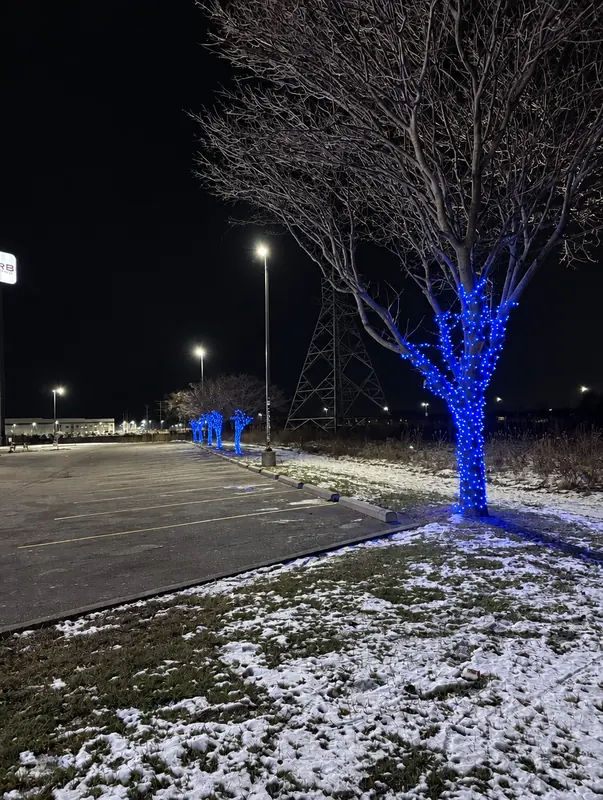 Bare tree in a parking lot wrapped in blue lights