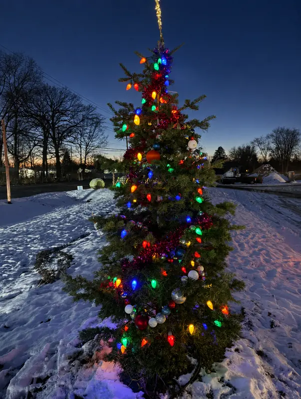 Evergreen with multicolor bulbs at dusk